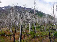 Verbrannter Wald